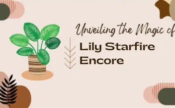 Lily Starfire Encore