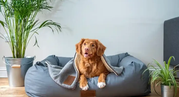 What the Heckin Dog?